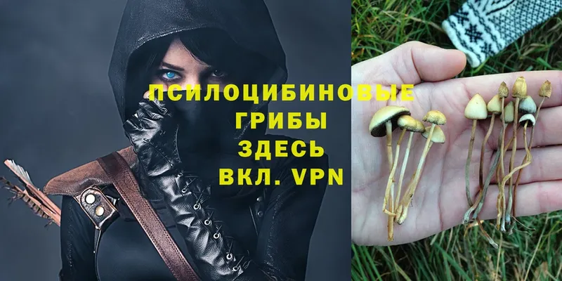 Галлюциногенные грибы Psilocybe  Саров 